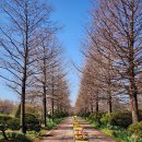 원지농원 | 메타세콰이어 낙우송 비교: 잎 차이, 열매 구별법