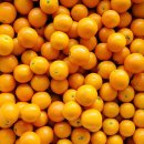 낑깡이랑 이미지