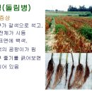 고추재배기술38탄-시설원예시험장 이미지