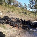 달뜨기흑염소목장 이미지