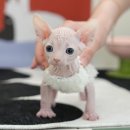 미유펫강아지분양고양이분양 | 건강 검진 받고 분양한 곳, 창원고양이분양 미유펫 구체적 후기