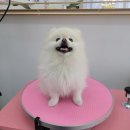 토비네 살롱 이미지