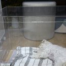 가족메디칼 | 강아지 산소방 CU메디칼 한달사용후기 | 기관지협착 심장 케어