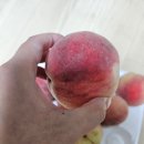 [포리앤프레쉬] 딱복 딱딱이 복숭아 중과 솔직후기