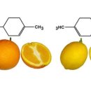 감귤향기 이미지