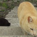 쑥섬이야기