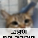 용산종합동물병원 이미지