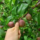 봉다리농장 이미지