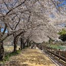 경주숲 1,2 | 경주 숲머리길 벚꽃 후기 (4월 7일) 한적한 벚꽃 명소 실시간 분위기