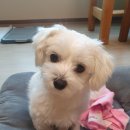 반려동물 셀프미용 이미지