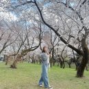 법기수원지 | 부산 근교 숨겨진 벚꽃 명소 / 편백나무 숲 / 부산근교 데이트 - 양산 법기수원지
