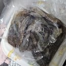 박병일농장 | 스친이의 생새우 구매후기 아주 싱싱해 회로 먹고 부침개넣고 버터구이까지
