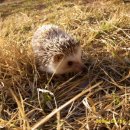 파트라슈 이미지