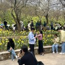 화담숲 봄 수선화 축제 기본정보 벚꽃 맛집 추천