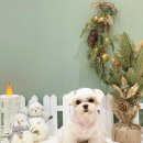 카멜리몽 이미지