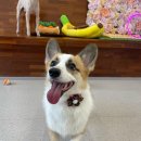 인물나개 이미지