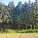 축령산편백나라 이미지