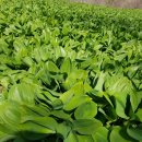 한진농장 이미지