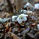 남해-삼동-삼동-비-5 | [#5]2026년 봄마중_울산 삼동 출강천 변산바람꽃 '26.2.24(화)