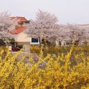 "봄날의 황금빛!"...봄기운 가득 품은 개나리 명소 TOP 4 이미지