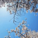 운천저수지 | 광주 운천저수지 벚꽃 산책 코스｜지금 가야 하는 광주 봄 데이트 장소 (실시간 후기)