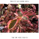 야마보우시(산딸나무) 특징! 재배방법! / 일본자료 번역본 이미지