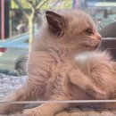 도그마루 강아지 고양이 부산점 이미지