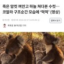 죽은 암컷 껴안고 하늘 쳐다본 수컷…코알라 구조순간 모습에 ‘먹먹’ 이미지