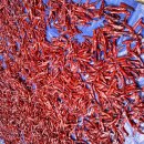 야당은 필요한데..민주공화당이 되어버렸으니 이를 어찌할까나. 이미지