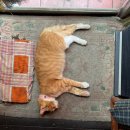 구구식탁 이미지