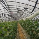 유동농장 이미지