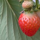 은경농장 이미지