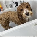 아지묭실 이미지