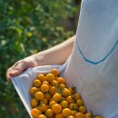 녹색농장 이미지