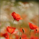 해인향기 이미지