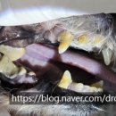 해운대조은동물병원 이미지