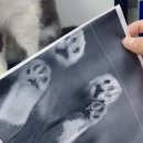 선명복사 이미지