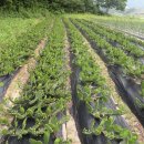 마을농장 이미지