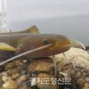 백둔천 경기도정신문