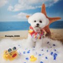 송도멍멍이발소 이미지