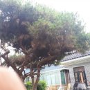 푸른솔조경 이미지