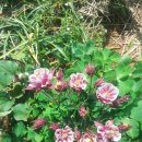 소박한 뜰 이미지