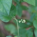 댕댕이덩굴Cocculus orbiculatus (L.) DC. 이미지