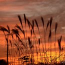 하늘공원 이미지