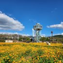 제9회 김해꽃축제(대동생태체육공원) 및 황산공원(양산 물금) 황화코스모스 탐방... 이미지