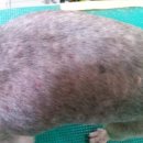 이태원동물병원 이미지