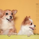 예삐애견 이미지