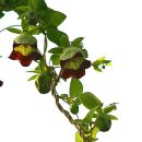 더덕이네 이미지