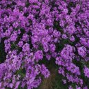 단포반점 이미지