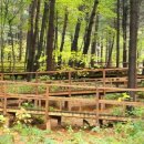 청태산휴양림 이미지